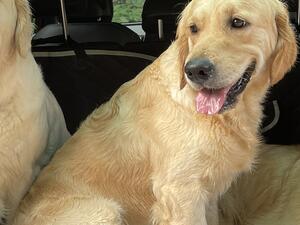 In the car with the others after a walk