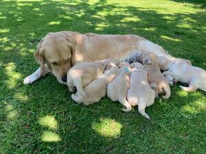 Parsnip and her beautiful puppies.