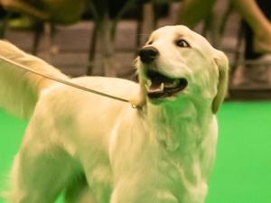 It’s Crufts at 7months of age. 2nd in minor pupp