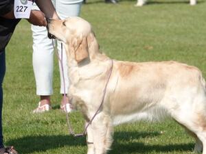 Parsnip as a puppy at one of her first shows