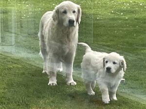 Rosie with one of her beautiful puppies