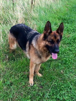 BARSHAR TAFFI AT TERCOLEDON aka 