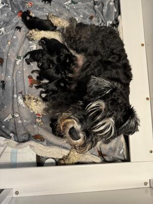 Mum and pups