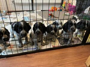 The whole Litter