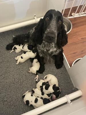 mum with newborn pups