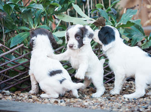 Bitch pup (center)