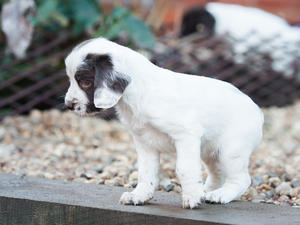 Bitch pup at 6 weeks old