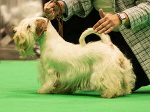 Crufts 24