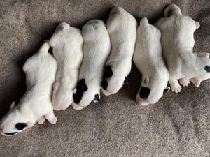 Litter at 1 week