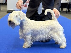 Eurodogshow