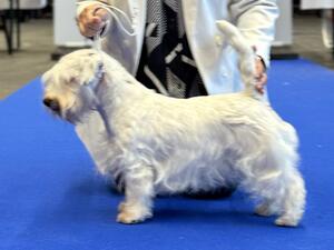 Eurodogshow