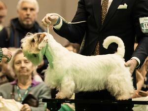 Crufts 24