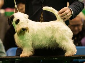 Crufts 2024