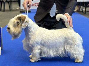 Eurodogshow
