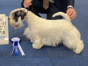 Group 2nd 51st Flanders Dog Show, BE