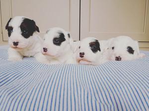 Litter 4 weeks old