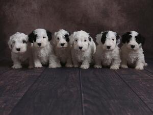Litter at 5 weeks