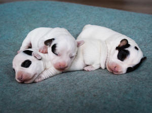 1 week old