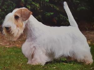 Sire