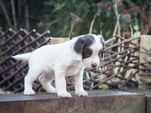 Bitch pup 6 weeks old