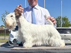 Danish Terrier Club