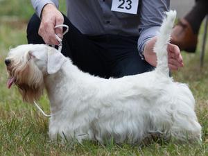 STBA Champ. Show - Minor Puppy