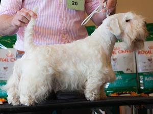 MSTC Champ. Show - Puppy Bitch