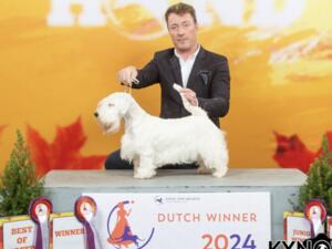 Dutch Winner