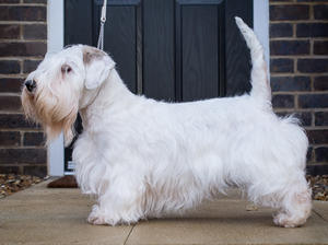 Seasmolt Sassy Sunflower Of Whooperhill