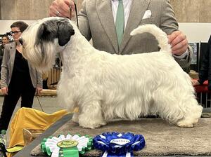 Agria Winner