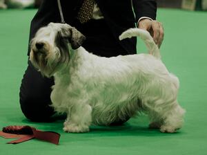 Crufts 24