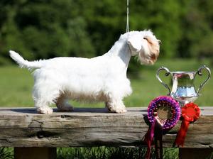 MSTC Open Show - Best Puppy