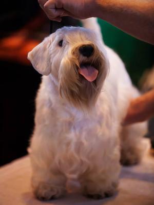 Crufts - Junior Bitch