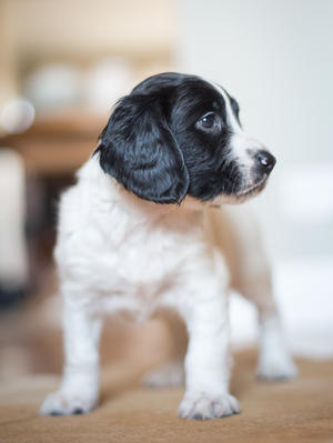Whooperhill Indiana Tycho (6 weeks)