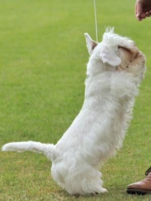 Bath Dog Show- Best Puppy