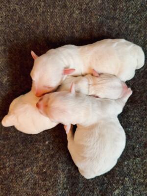 1 day old