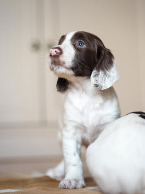 Whooperhill Dodge The Dash (6 weeks)