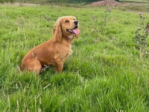 Fully health tested Proven Golden Working Cocker