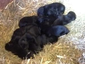 very contented puppies
