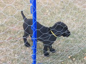 `Puppies