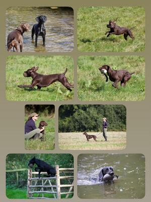 Jumping, Swimming, Retrieving Rabbit Fur Dummies