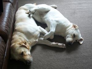 Buddy and Tilly