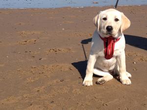 Pup from previous litter beautiful Lilly
