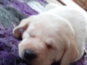 Puppy buddy sired