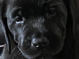 Previous Pup