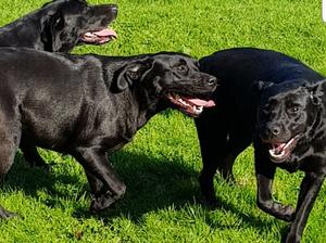 Ella,luna,esmee.,mother and daughters