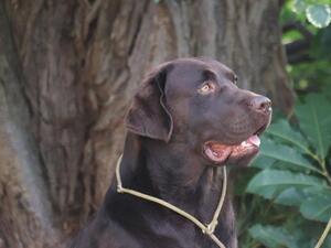 Sire