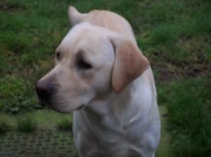 Buddy, sire