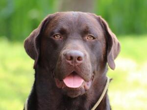 Sire Rory