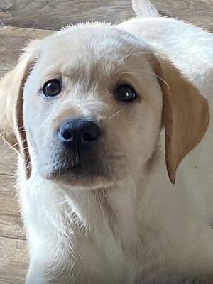 Pup sired by Buddy